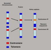 chromosome-fusion